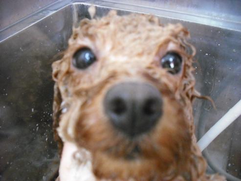 ファイル 2823-2.jpg