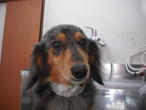 ファイル 2824-1.jpg