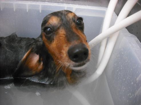 ファイル 2824-2.jpg