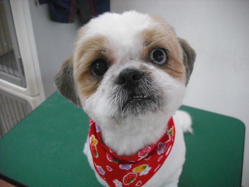 ファイル 2825-1.jpg