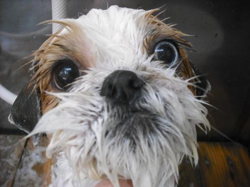 ファイル 2825-2.jpg