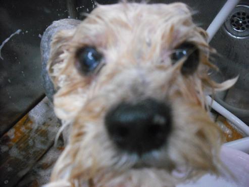 ファイル 2826-2.jpg