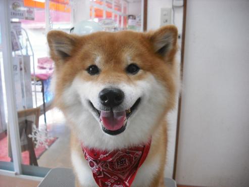 ファイル 2827-1.jpg