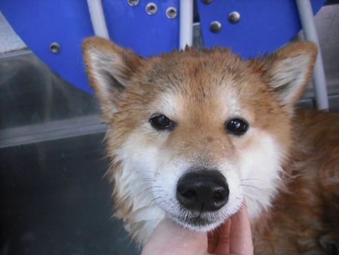 ファイル 2827-2.jpg