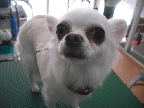 ファイル 2829-1.jpg