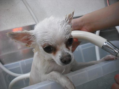 ファイル 2829-2.jpg