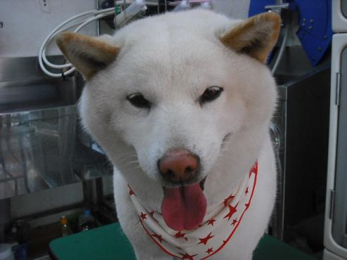 ファイル 2830-1.jpg