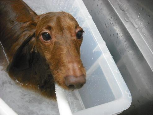 ファイル 2833-2.jpg