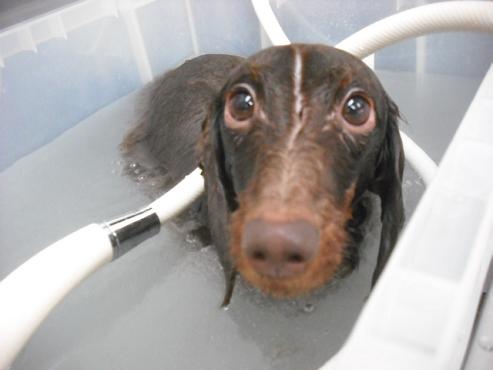 ファイル 2847-2.jpg