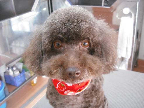 ファイル 2849-1.jpg