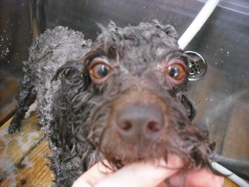 ファイル 2849-2.jpg