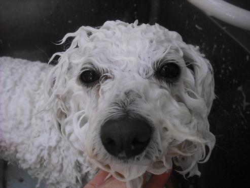 ファイル 2850-2.jpg