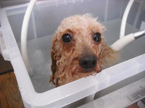 ファイル 2853-2.jpg