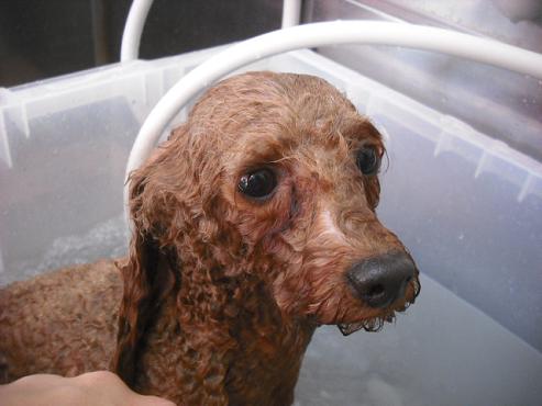 ファイル 2854-2.jpg