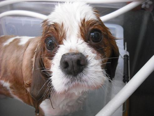 ファイル 2855-2.jpg