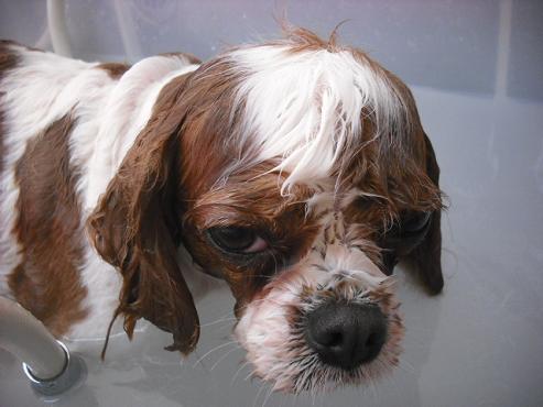 ファイル 2856-2.jpg