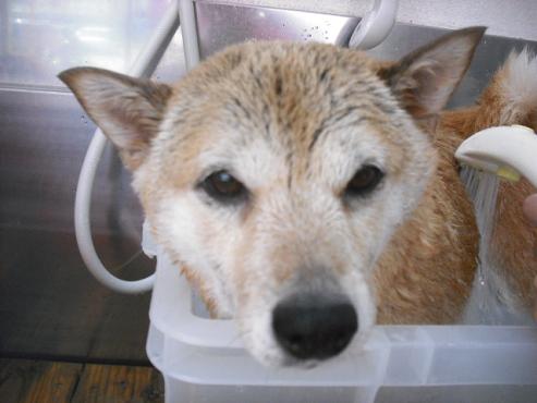 ファイル 2857-2.jpg