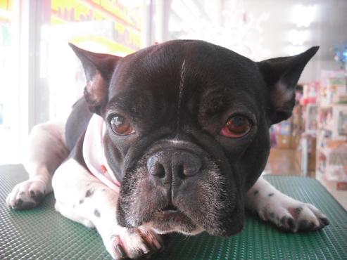 ファイル 2858-1.jpg