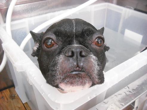 ファイル 2858-2.jpg