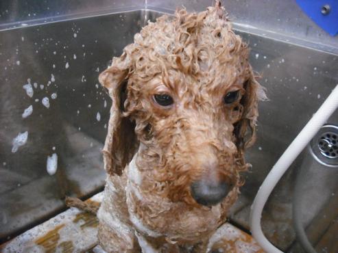 ファイル 2859-2.jpg