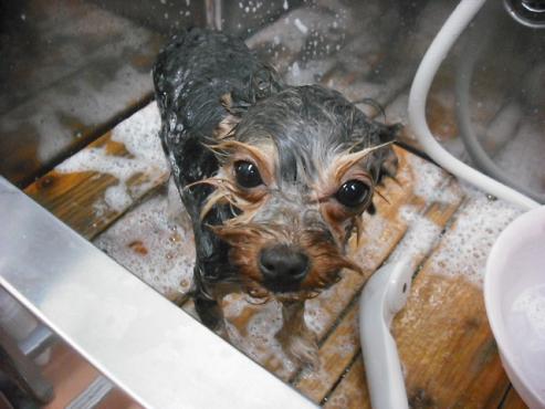 ファイル 2860-2.jpg