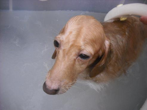 ファイル 2862-2.jpg