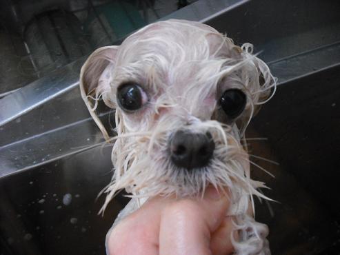 ファイル 2866-2.jpg