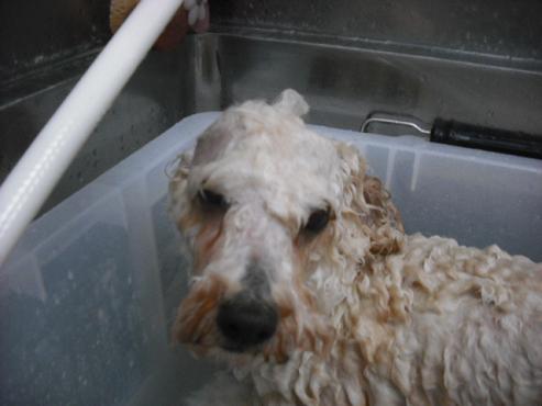 ファイル 2867-2.jpg