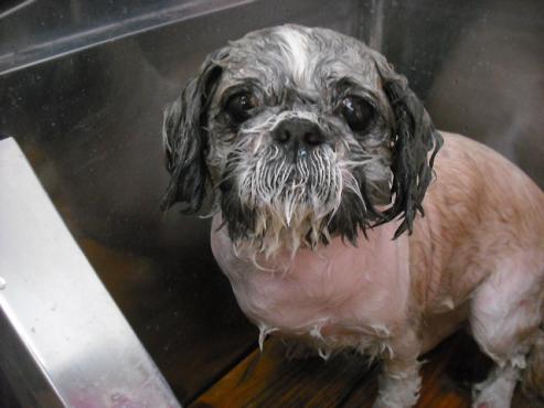 ファイル 2868-2.jpg