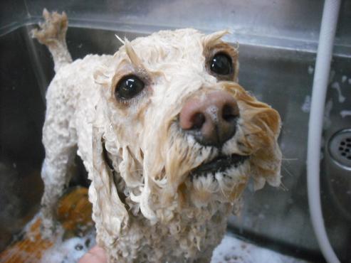 ファイル 2872-2.jpg