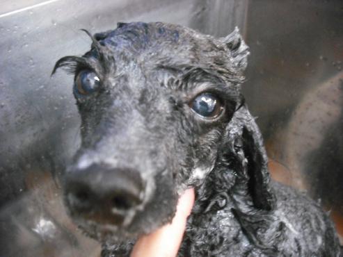 ファイル 2876-2.jpg