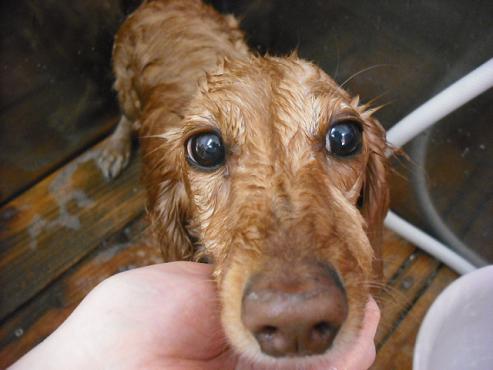 ファイル 2885-2.jpg