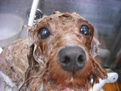 ファイル 2890-2.jpg