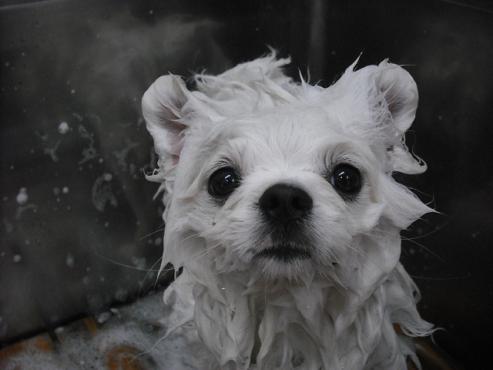 ファイル 2891-2.jpg