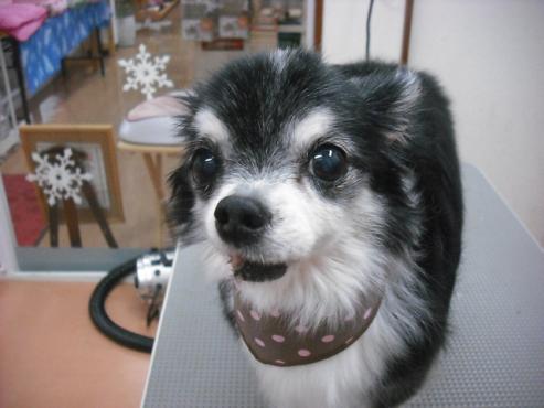 ファイル 2894-1.jpg