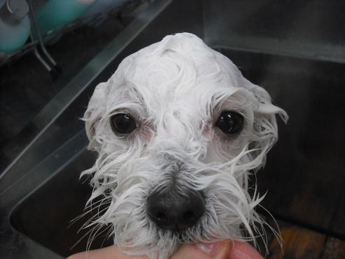 ファイル 2895-2.jpg