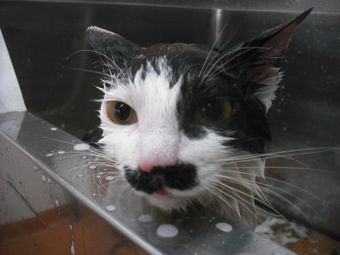 ファイル 2897-2.jpg