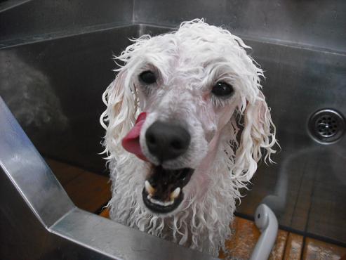 ファイル 29-1.jpg