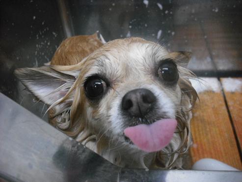 ファイル 2909-1.jpg