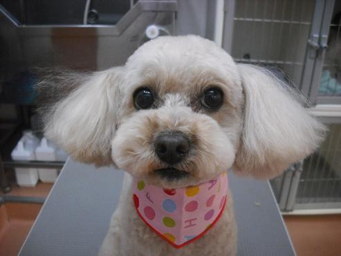 ファイル 2912-1.jpg