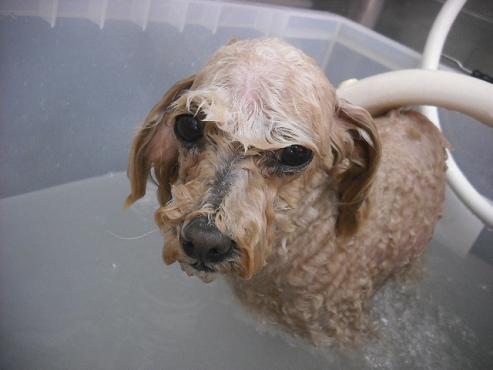 ファイル 2912-2.jpg