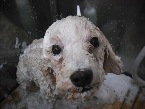 ファイル 2913-2.jpg