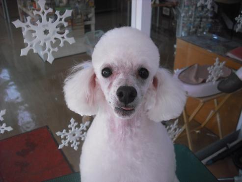 ファイル 2917-1.jpg