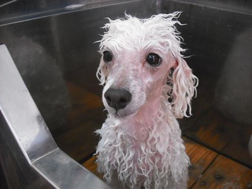 ファイル 2917-2.jpg