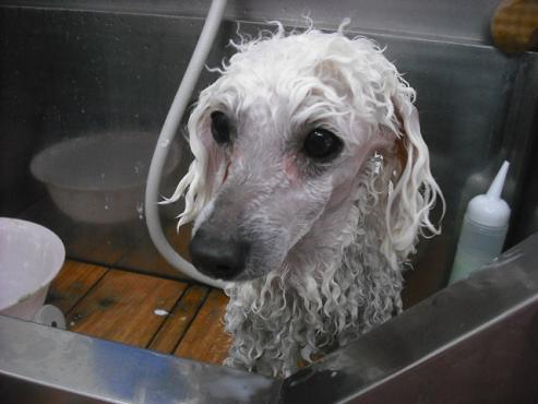 ファイル 2918-2.jpg