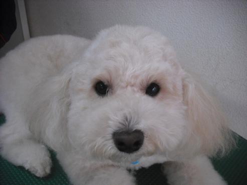 ファイル 2919-1.jpg