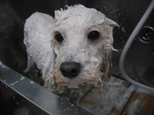 ファイル 2919-2.jpg