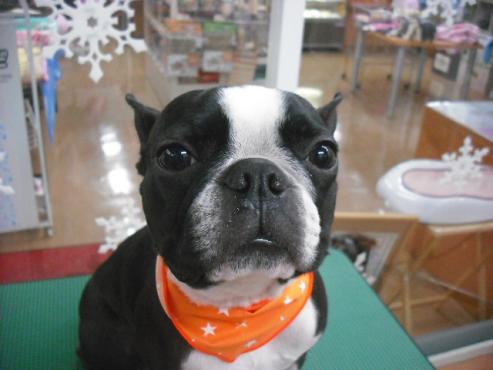 ファイル 2920-1.jpg