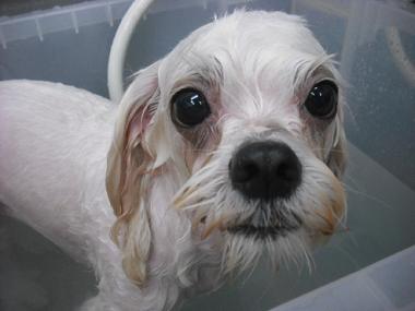 ファイル 2926-2.jpg