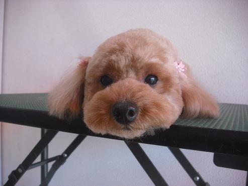 ファイル 2931-1.jpg